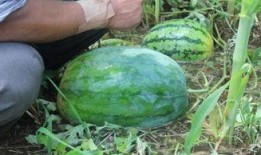 阜新吃瓜事件网红叫什么,网红引发的网络狂欢